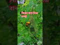 নিজের বাসা , নিজের মতো ❤️ #youtube #youtubeshorts