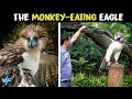 Philippine Eagle - The Monkey-Eating Eagle