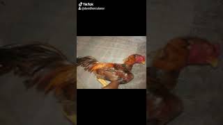 Matrizes Reprodutores Alguns Frangos E Frangas Do Criatório