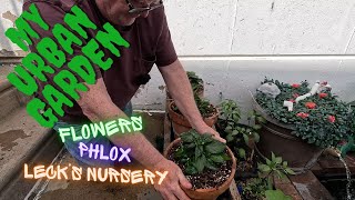 My Urban Garden - Phlox Lecks Nursery Planting Flowers