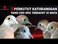 5 Perkutut katuranggan yang cirinya terdapat di mata