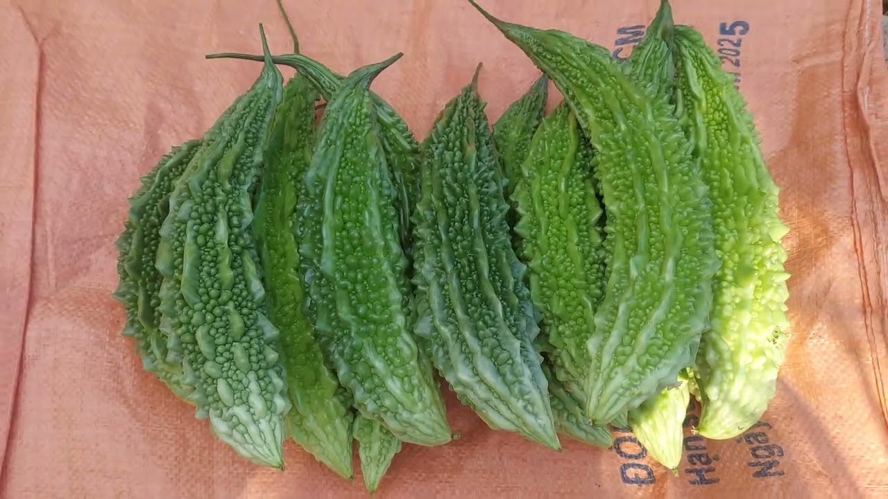 THU HOẠCH KHỔ QUA - MƯỚP CUỘC SỐNG CỦA NGƯỜI NÔNG DÂN MIỀN TÂY. 