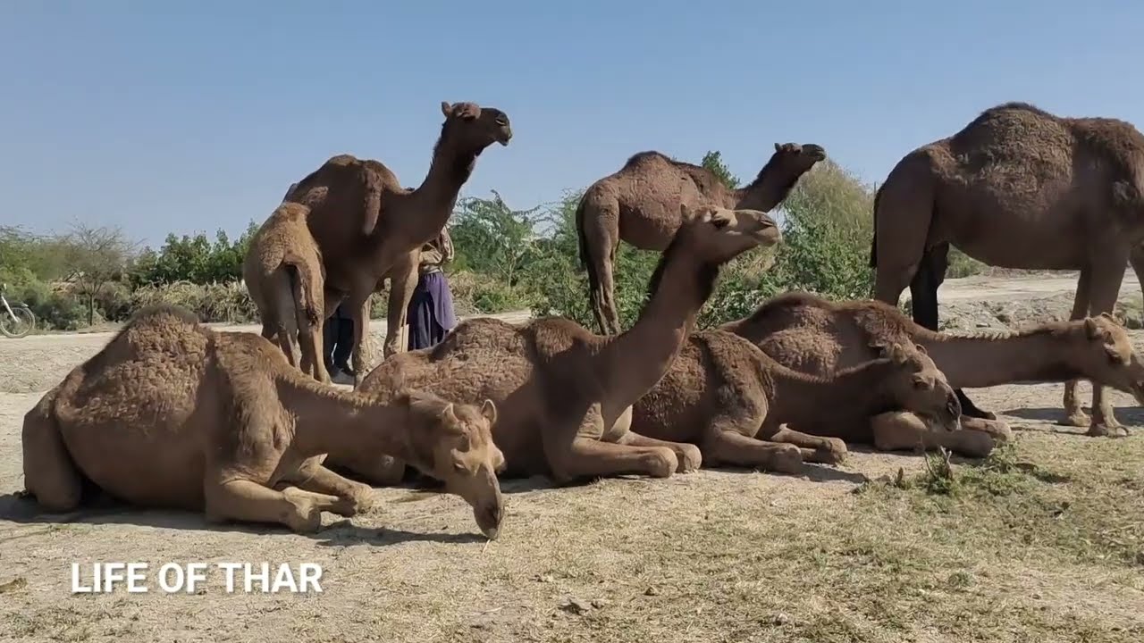 Camel Love time waiting other camel
