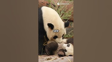 Panda 🐼 fun facts you don