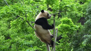 [4K] 新緑と木登りパンダお寝坊レイレイの1日 / Ueno Pandas / 上野動物園パンダファミリー