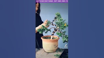 #Shorts Chỉ Là Một Cây Tùng Cối Bình Thường Nhưng Qua Đôi Bàn Tay Người Thợ | How To Make Bonsai