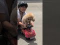 ボート少年ミーム愛犬ブーちゃんを乗せて遊ぶ👦🏻🐶👦🏻❤Playing with my dog, Boo-chan. #2320　#サカナクション