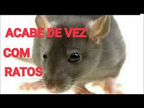 Vídeo: Ratos No País: O Que Fazer?