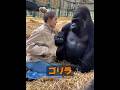 シルバーバックゴリラはライオンに勝てますか? #animals #動物プロダクション #自然