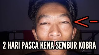 DASYATNYA SEMBURAN COBRA JAWA