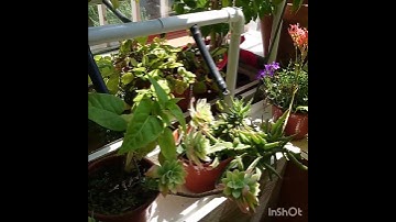 Mueble de cultivo para macetas con riego automatizado