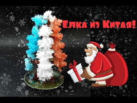 Новогодняя Елка! Вырастил