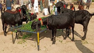 April 30, 2024 Bakra Mandi sahiwal ki update bital bacho wali bakriya or breeder 03157842038