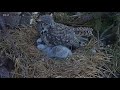 3 Little cuties at Ellis Bird Farm GHO Nest - 4/24/2023