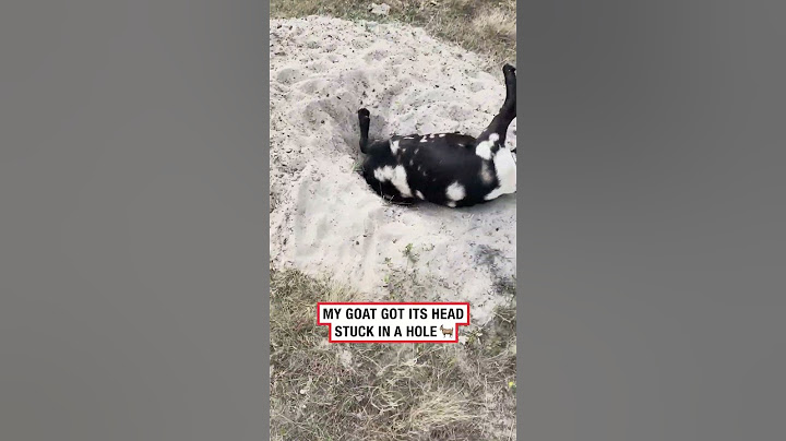 Farmer rescues goat with head stuck in ground 💀 (🎥: ViralHog)