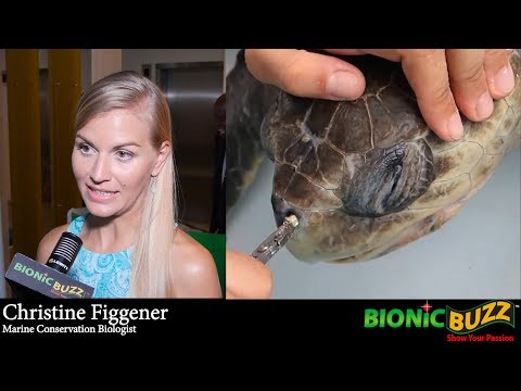 66: Sea Turtles and Straws with Christine Figgener - Stephanie