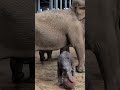 Adorable baby elephant celebrates World Cup by ‘playing’ soccer #shorts