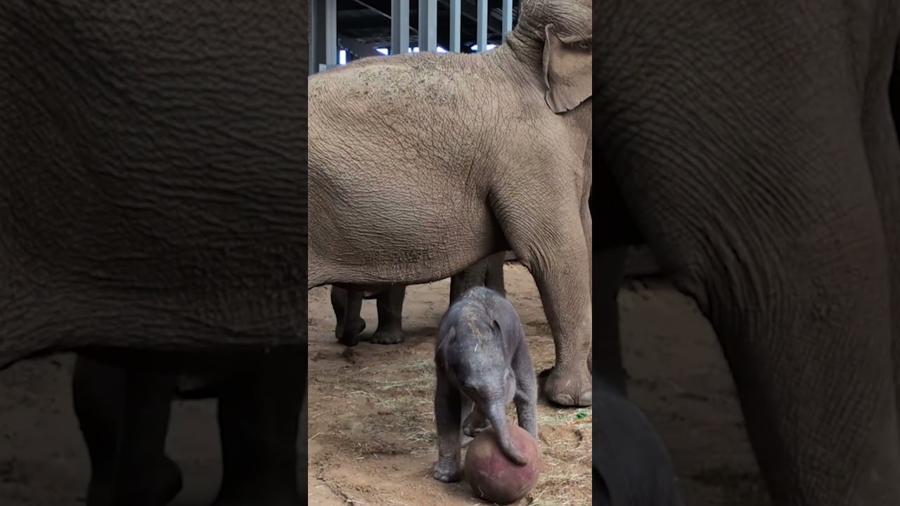 Adorable baby elephant celebrates World Cup by ‘playing’ soccer #shorts