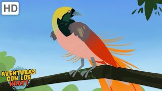 Hermosos Pájaros Águilas, Halcones, Colibríes Más Episodios Completos Aventuras Con Los Kratt