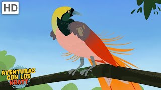 Hermosos pájaros | águilas, halcones, colibríes + más [episodios completos] Aventuras con los Kratt