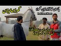 Highest Horse of Pakistan at Puri Stud Farms || گھوڑاعالیشان || پاکستان کاقدآورترین گھوڑا || Horses