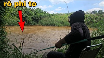 Câu đài tự nhiên đụng bầy cá trôi cá rô phi to giật đã tay luôn| câu cá tự nhiên 