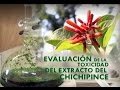 Evaluación de la toxicidad del extracto del Chichipince