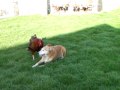 perro y gallo jugando