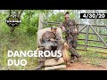 Michael Waddell | Calling in Henned up Longbeard | Realtree Spring Thunder