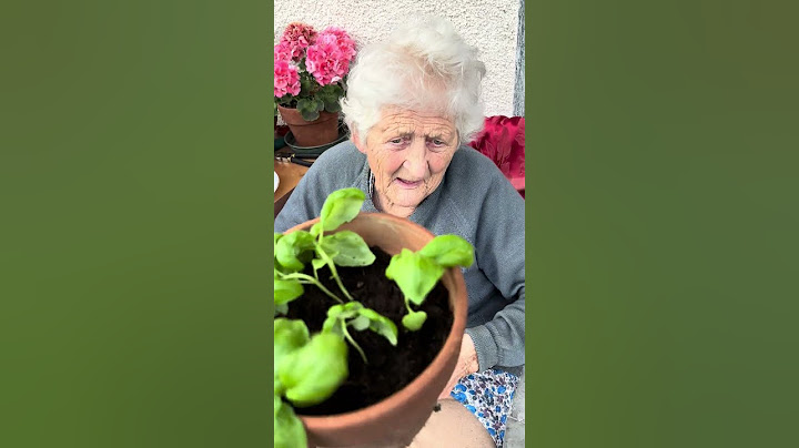 a basil that is definitely in difficulty, even the pot is dirty