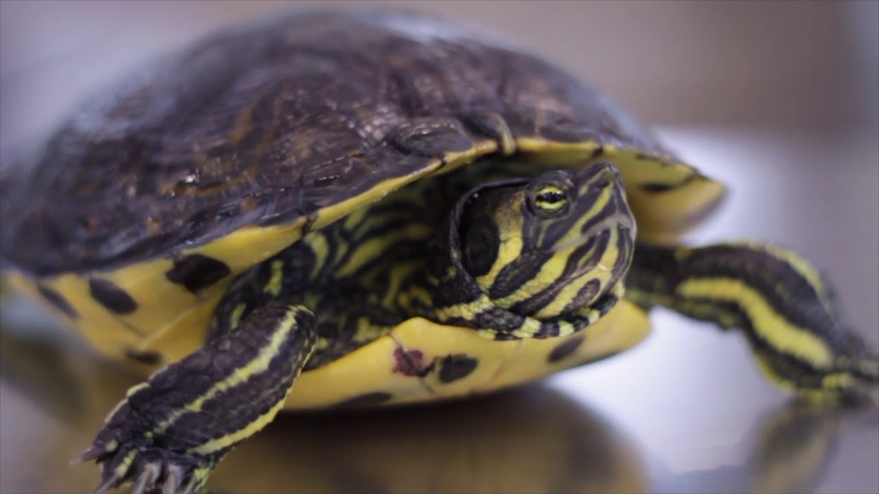CAP 230. TORTUGA CON PROLAPSO DE CLOACA. - YouTube