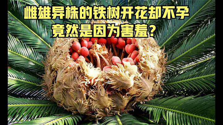 雌雄異株的鐵樹好不容易開花卻不孕不育，竟然是因為害羞？ - 天天要聞