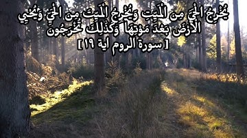 إستمع لهذة التلاوة بقلبك (سورة الروم)🍁☘🍁
