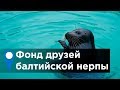 Фонд друзей балтийской нерпы