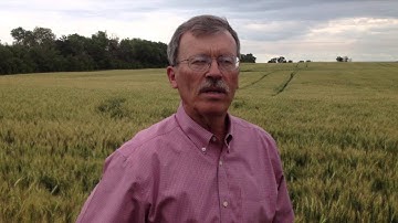 Including Winter Wheat in Crop Rotation