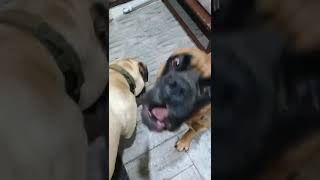 Bullmastiff Funny Dogs   #dog  #gentlegiants  #happydog  #bullmastiff #funnydogs #india