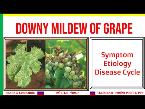 Video: Kho Grape Downy Mildew: Yuav Ua Li Cas Txog Grapes Nrog Downy Mildew
