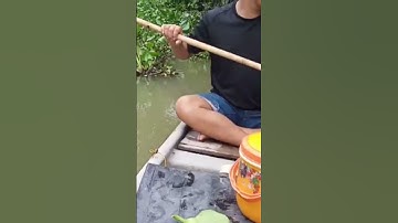 thực tế  kéo cáp cá da trơn.