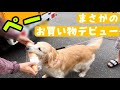 【お買い物あーぺー】念願！初めてのおつかいに感動するゴールデンレトリバー