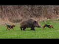 Giant monster wild boar hunts gigantic hog shots brave hunting dogs hunting hog