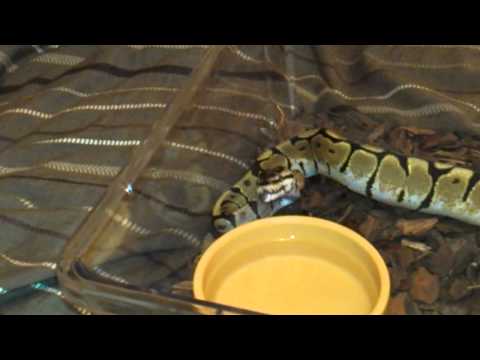 My baby spider ball python yawning