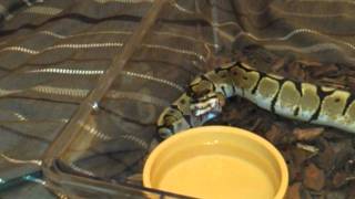 My baby spider ball python yawning