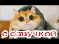 Приколы с котами! Смешные коты с ОЗ