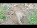 monkey 🐒 funny video #vlog #vlogger #vlogs #vlogging #swapnasreekichen