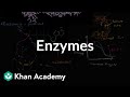 Understanding Enzymes and Phosphorylation