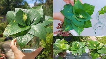 CÁCH TRỒNG CHẬU "HOA" TRẦU BÀ THỦY SINH TUYỆT ĐẸP CHƯNG TRONG NHÀ QUANH NĂM KHÔNG CẦN ÁNH NẮNG.