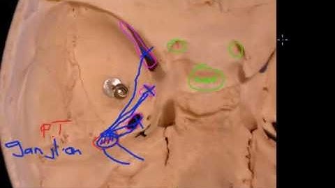 Trigeminal Nerve Basics