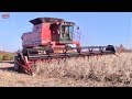 CASE INTERNATIONAL 1680 Axial-Flow Combine Harvesting Soybeans