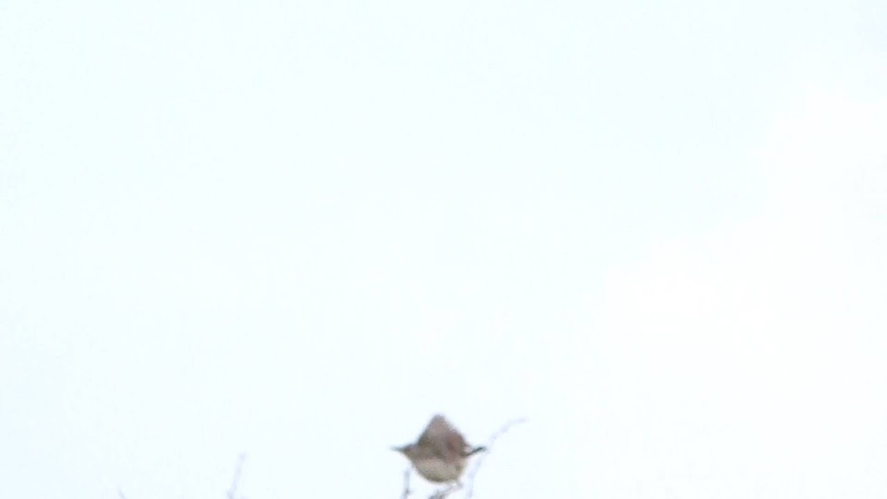 Short tailed Field Tyrant by Charlie Vogt