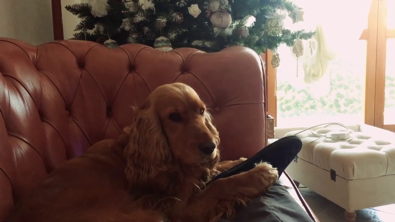 camera iphone 8 plus apk Puppy leaning to Howl like a real Wolf